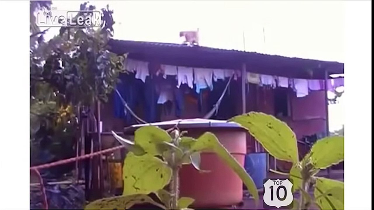 Funny Cats Compilation August 2016