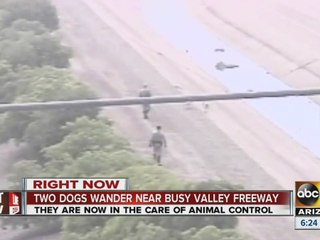 Two dogs wander near busy Valley freeway