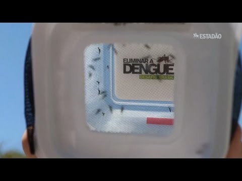 Fiocruz produz mosquito que não transmite dengue