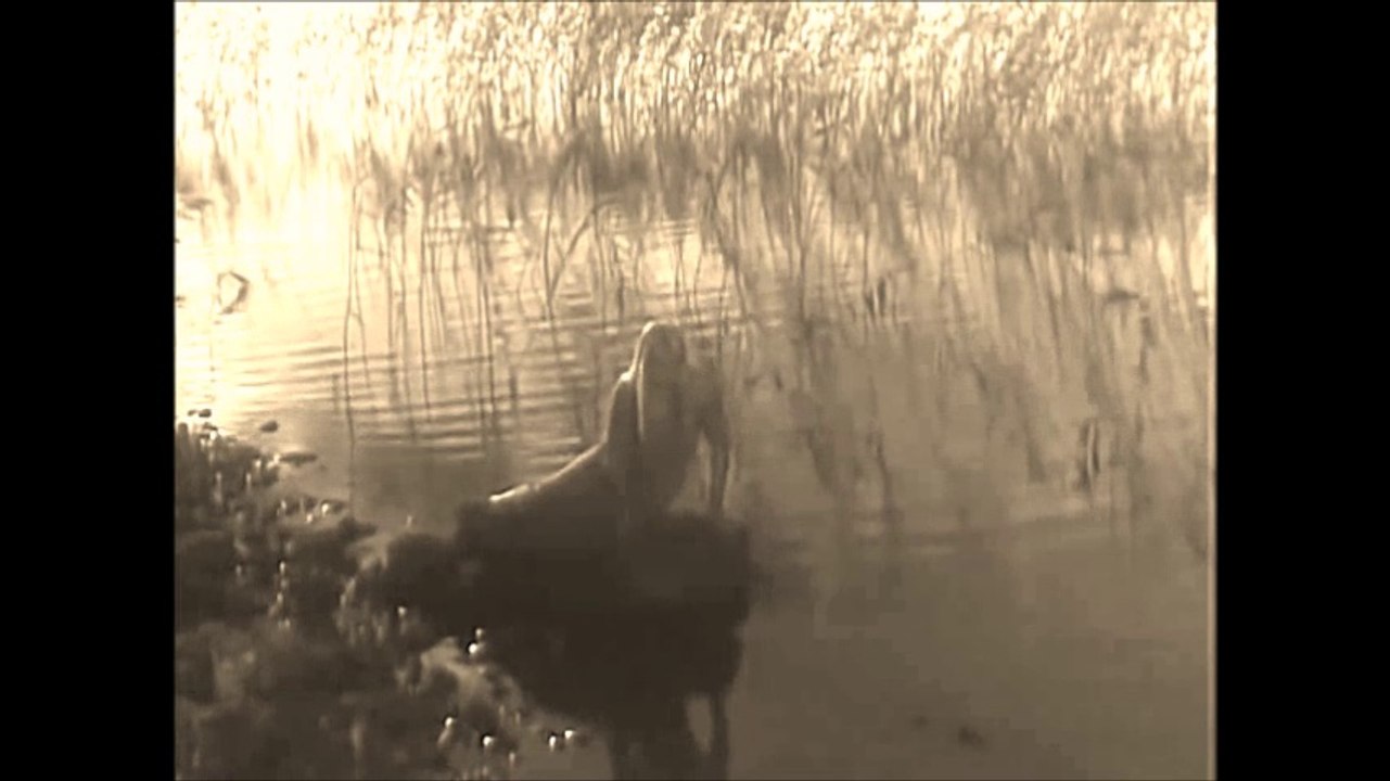 Birch Book - White Angel