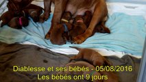 BB de Diablesse à la tétée - 05/08/2016