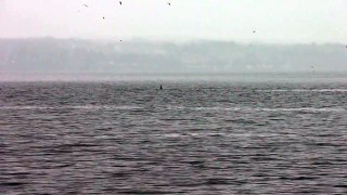 Biggs (Transient) Orca off Edmonds, WA Jan 28, 2013 (HD)