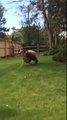 Un ours attaque un cerf dans le jardin de cette famille