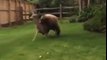 Un ours attaque un cerf dans le jardin de cette famille