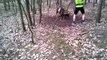 Un mouflon piégé dans un arbre sauvé par un jogger