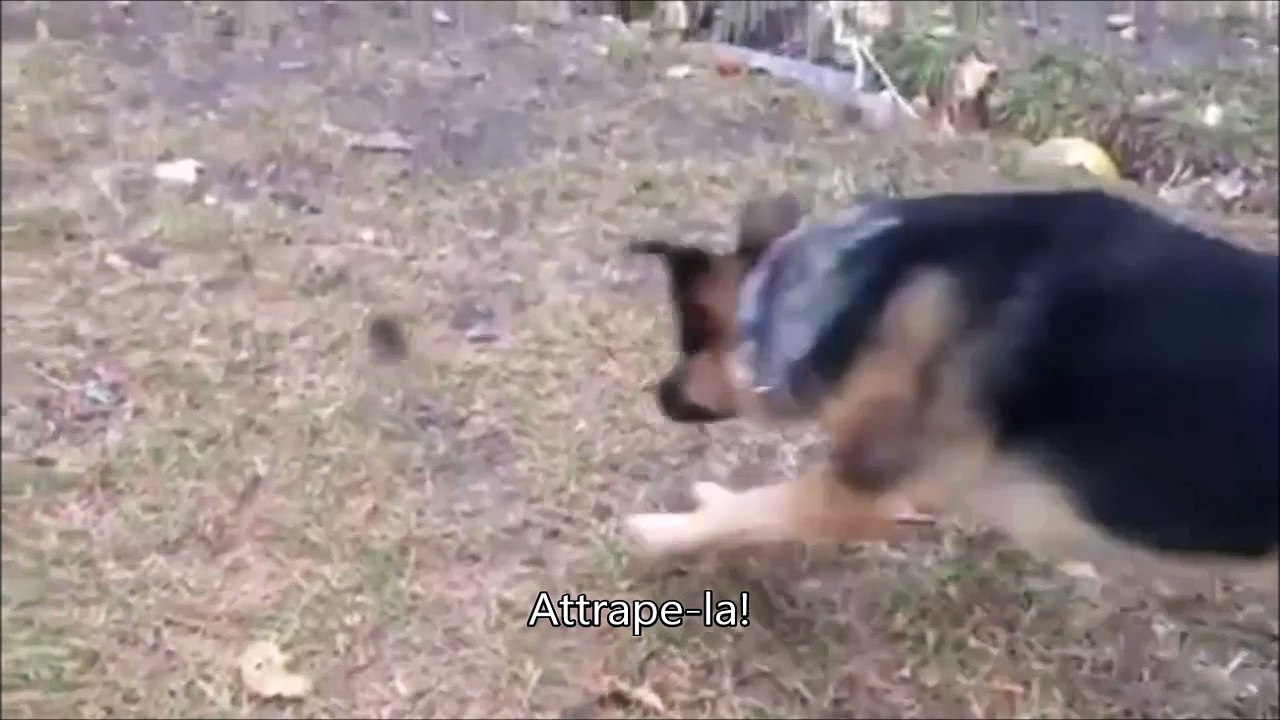 Ce gros berger allemand est effrayé par une petite souris