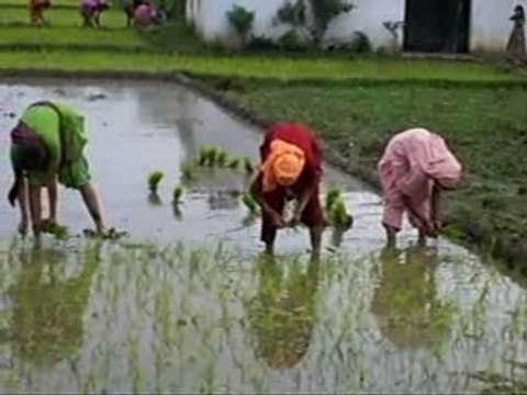 Ca cultive et ca chante!!