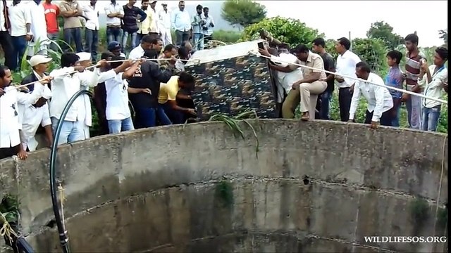 Sauvetage d'un Léopard tombé dans un puis en Inde