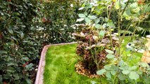 The Growth of PHOTINIA in 12 months TUTORIAL