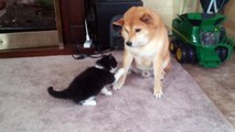 Shiba Inu with Kitten playing