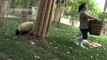 Une dresseuse embêtée par des bébés pandas de grande taille