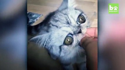 Herman est le chat avec les plus gros yeux au monde