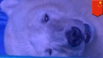 L'ours polaire le plus triste du monde est dans un centre commercial chinois