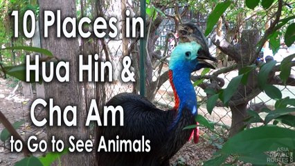 10 Places in Hua Hin and Cha Am to Go to See Animals
