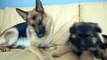 German Shepherd and Puppy Playing On Couch