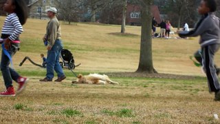 Lazy Dog Doesn't Want To Leave The Park