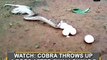 Watch: Cobra throws up 6 Eggs After swallowing 7
