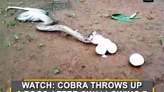 Watch: Cobra throws up 6 Eggs After swallowing 7