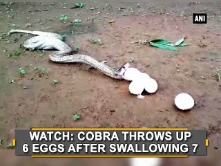 Download Video: Watch: Cobra throws up 6 Eggs After swallowing 7