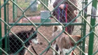 Howling Husky doesn't want to leave dog park