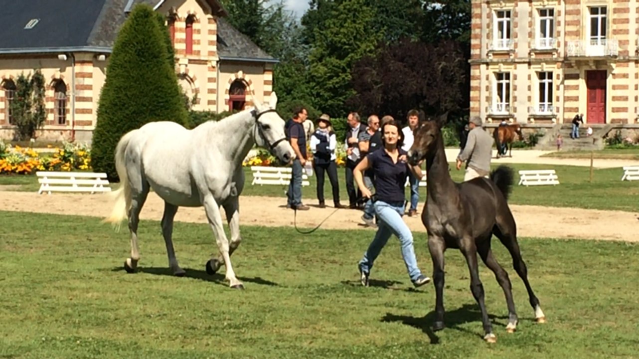 Concours régional d'élevage foals au NHS
