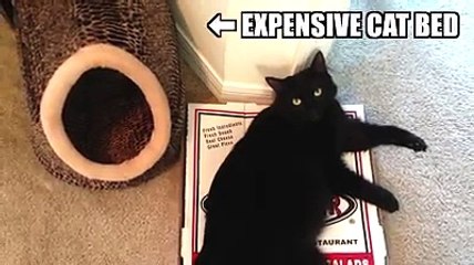 CATS ARE ALWAYS CATS