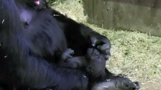 Kolmården gorilla bebis Echo 26:e Juni