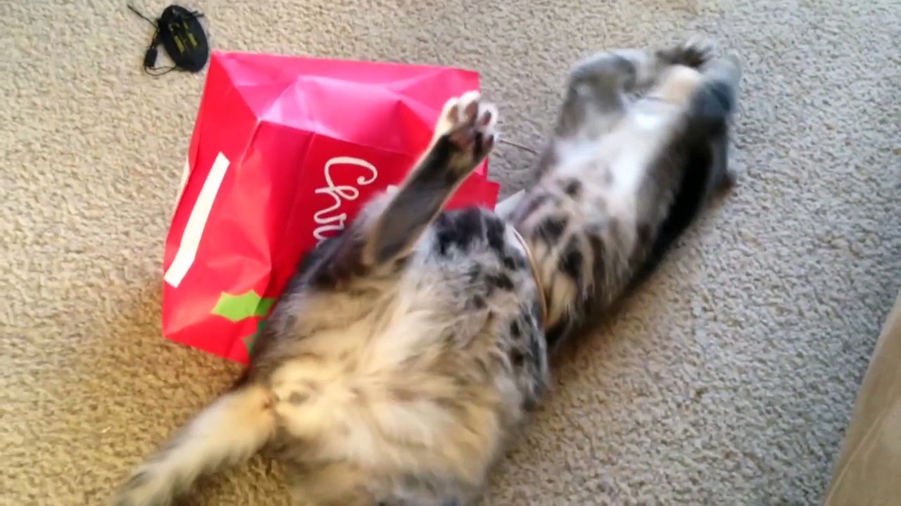 5 Cats Who Fail