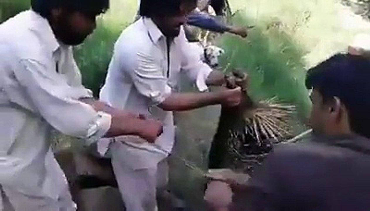amaizing animal killed in amazing way