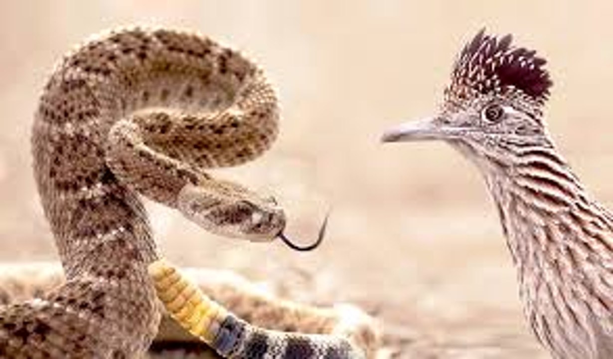 Amazing Fight Between Roadrunner and Rattlesnake