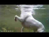 GoPro Captures Doggy Paddle From Underwater Perspective
