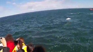 Unique Fin Whale Surprising in Pacific