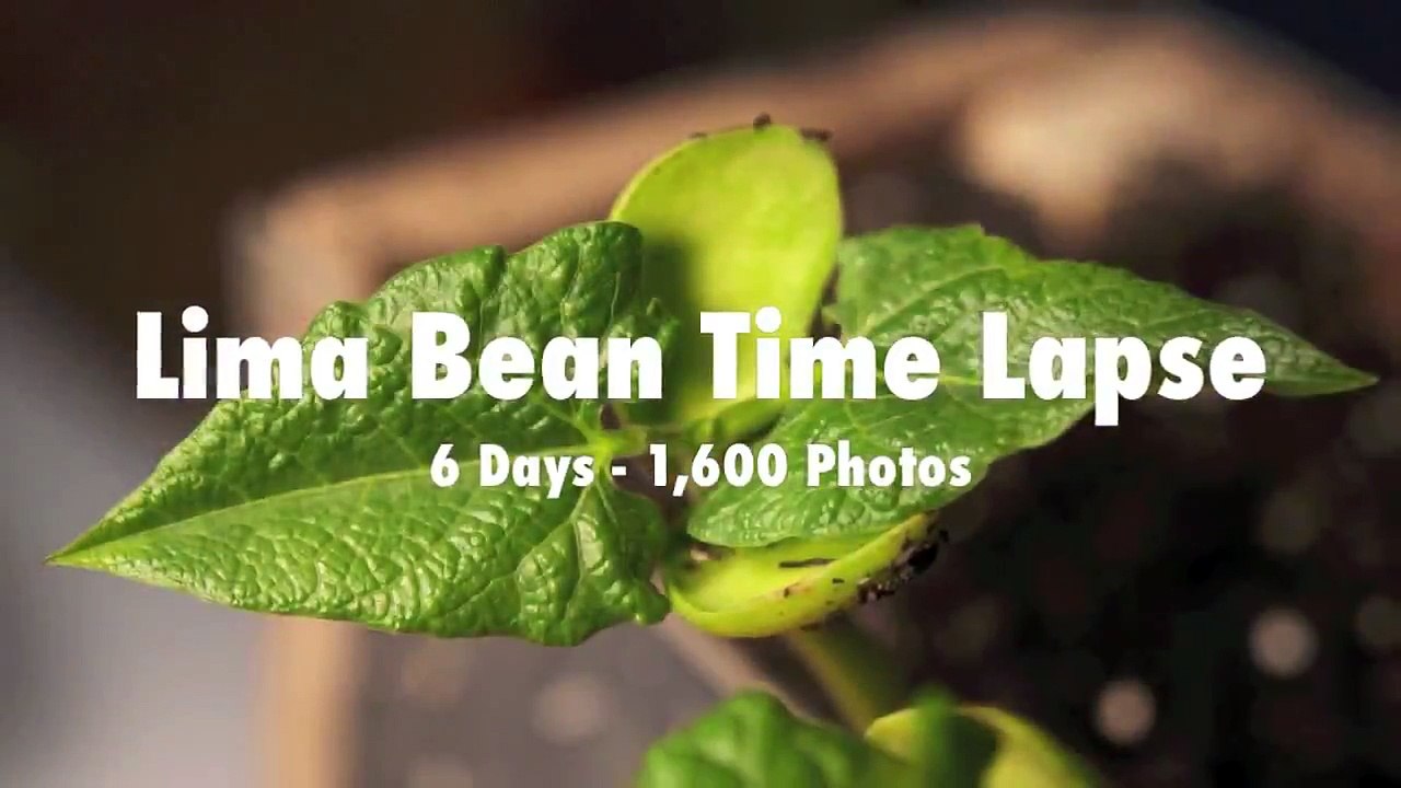 white kidney bean extract vs garcinia cambogia