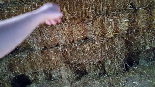 312 bales of straw in the barn again now.