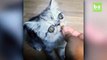 Ce chat tout bizarre aux yeux ronds fait le buzz sur Internet