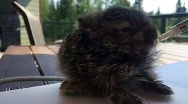 a gorgeous bunny and lots of hair too