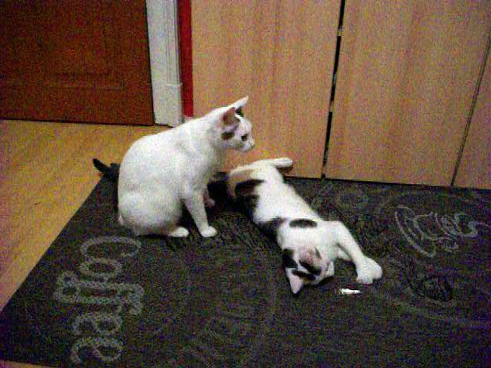 Harvey und Vinzent am 01.08.2016