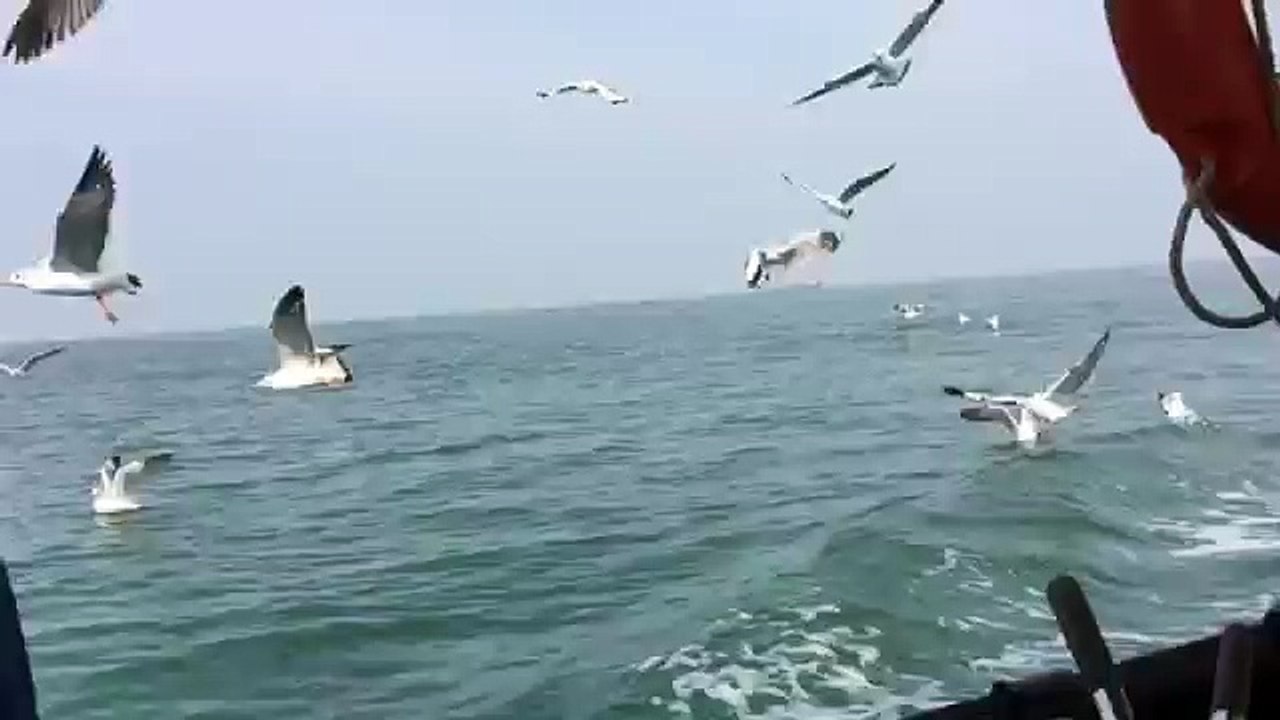 Birds in Arabian sea