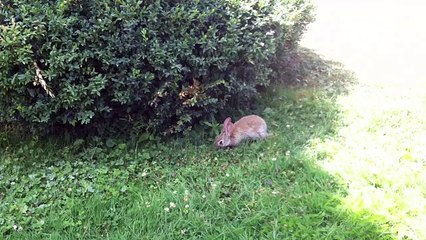 Un jeune lapin égaré sur les pelouses du Jardin des Plantes (Paris)