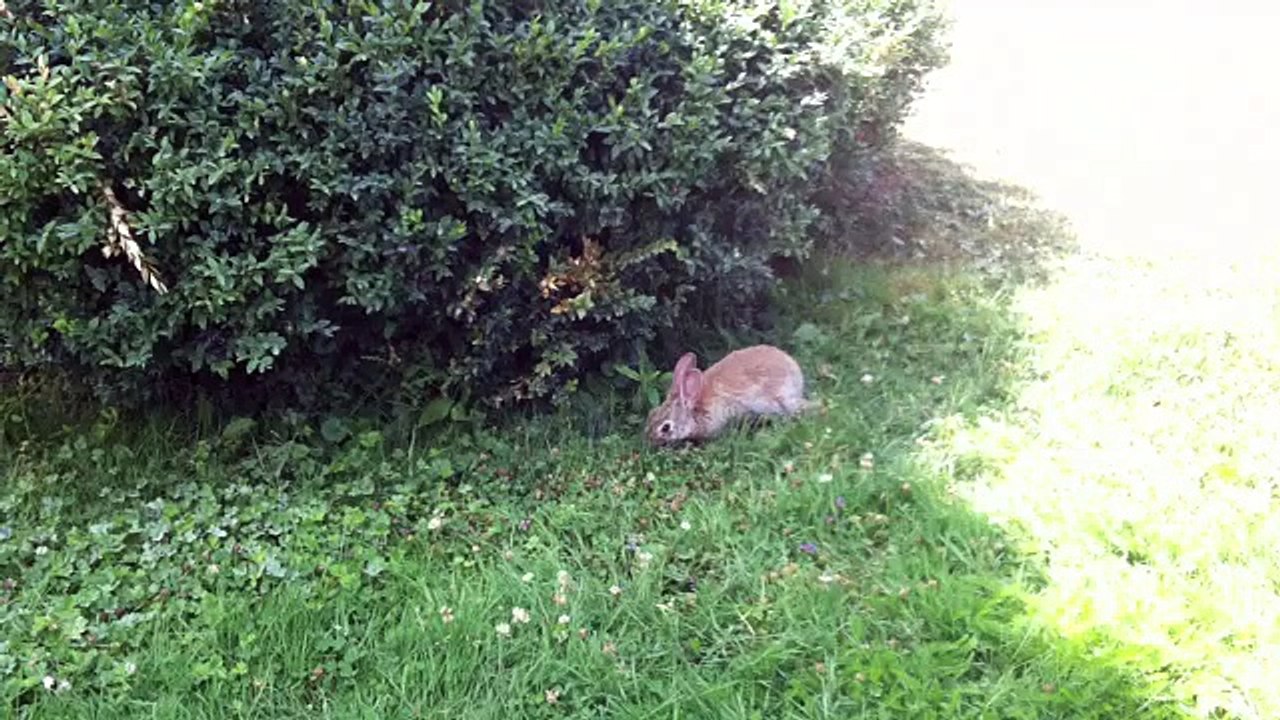 Un jeune lapin égaré sur les pelouses du Jardin des Plantes (Paris)