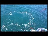 Sea otter pup reunite Morro Bay 5 26 16