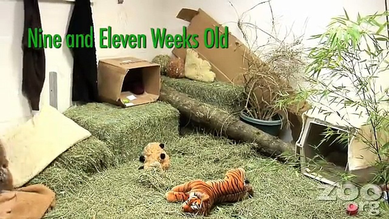 Funny Baby Tiger!!!