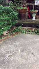 Cat Plays with Snake