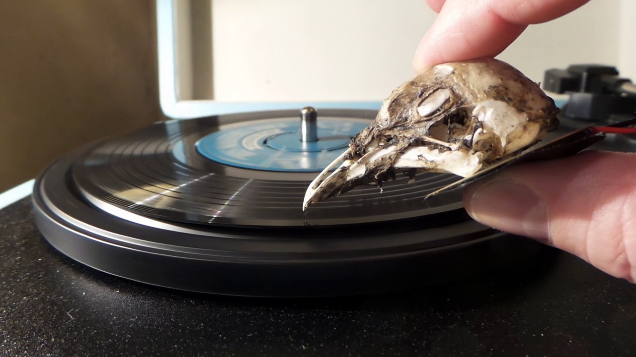 Seagull Skull Pickup