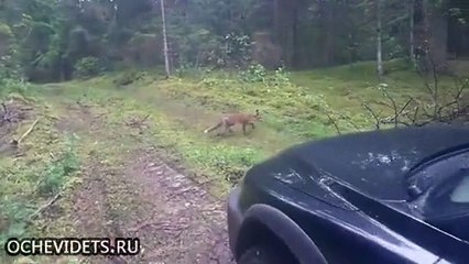 Лисица спёрла ключи от автомобиля