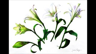 BOTANICAL ARTISTS GROUP EXHIBITION    August 20, 2013