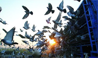Meister der Lüfte- Taubenrennen in Pakistan