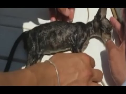 Marsala (TP) - Guardia Costiera salva gattino in mare e lo adotta (06.08.16)