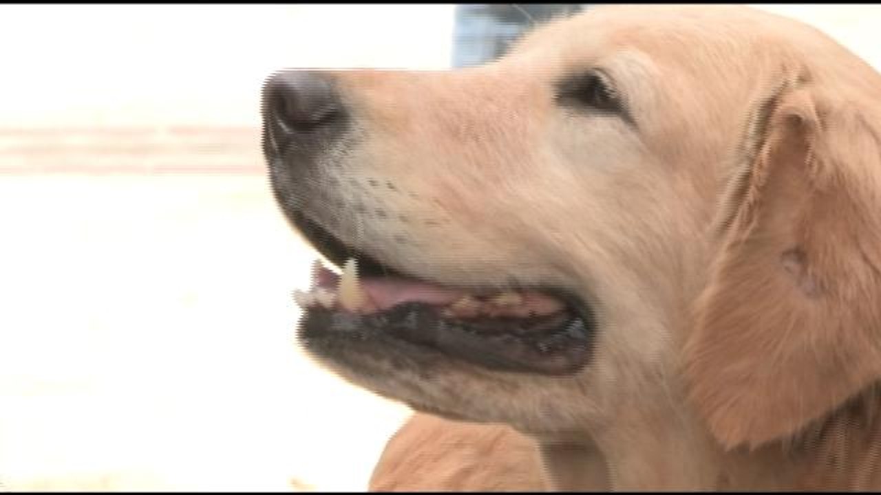 Cachorros se ven afectados por escasez de medicamentos en Venezuela