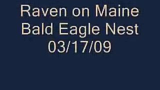 Raven Call on Maine Bald Eagle nest.. 03/17/09